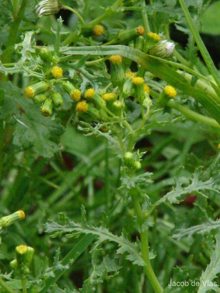 Senecio vulgaris L.